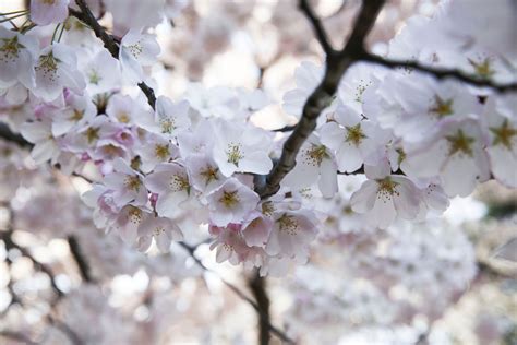 dcs blossoming cherry trees  image  abc news