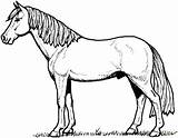 Mustang Horse Coloring Pages Printable Color Print Getcolorings Horses sketch template