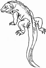 Lizard Coloring Pages Reptile Kids Printable Gecko Outline Colouring Print Color Salamander Lizards Drawing Sheets Monitor Tail Long Realistic Reptiles sketch template