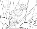 Lorikeet Coloring Pages Designlooter 14kb 1275px 1650 Print sketch template