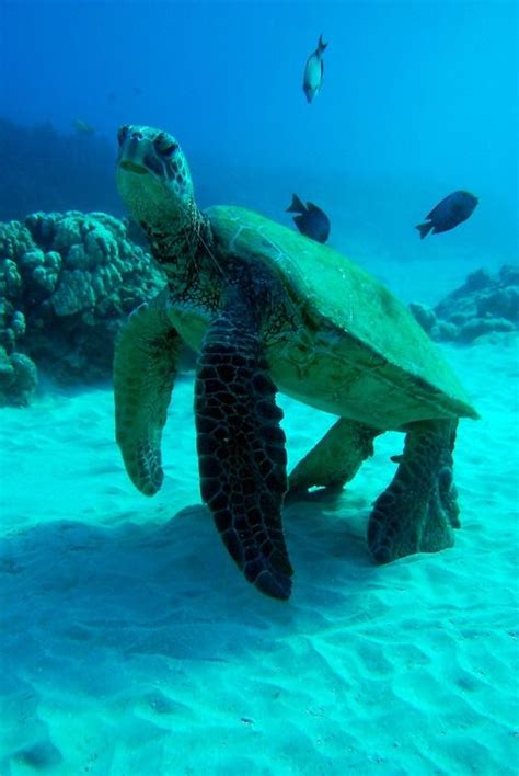 ocean animals images  pinterest ocean life marine life