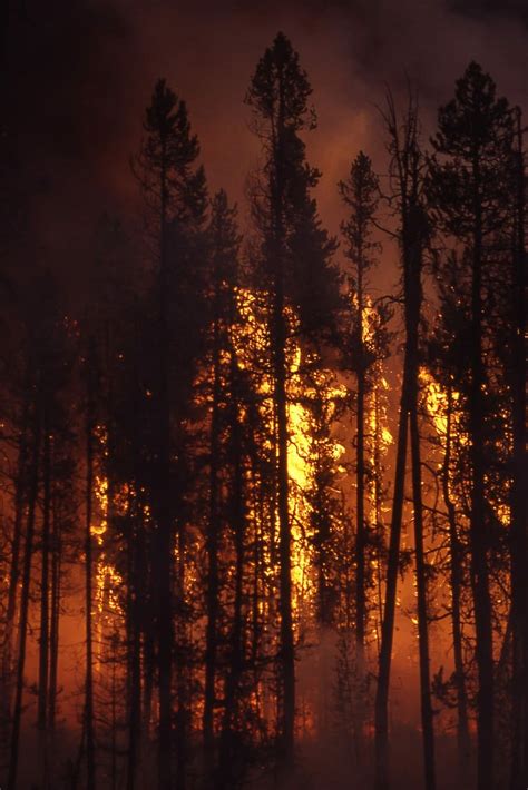 wildfire forest fire blaze smoke forest fire trees heat burning hot