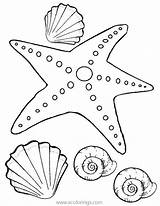 Starfish Seestern Stella Ausmalbilder Seashells Xcolorings 61k 794px 614px Mandala sketch template