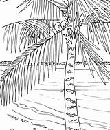 Palmen Foglie Palme Palms Ideen Getdrawings sketch template