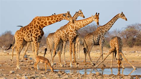 fonds decran  girafe animaux telecharger photo