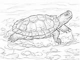 Coloring Slider Red Eared Pages Turtle Terrapin Turtles Drawing Supercoloring Printable Sketch Reptiles Super Drawings Animals Colouring Sheet Tortoise Animal sketch template