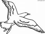 Seagull Coloring Pages Gull Flying Drawing Seagulls Bird Outline Printable Albatross Sea Cartoon Template Kids Clipart Print Birds Cute Easy sketch template