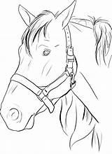 Horse Coloring Pages Realistic Head Printable Kids Contents sketch template