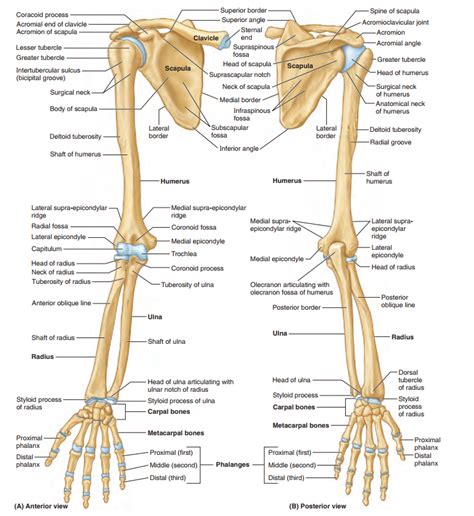 anatomy bones   upper limb diagram quizlet