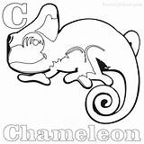 Coloringfolder Chameleon sketch template