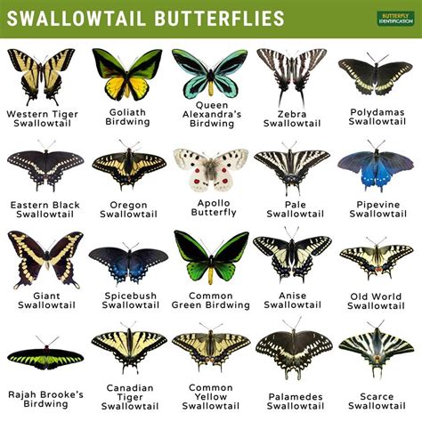 swallowtail papilionidae information lifecycle      long