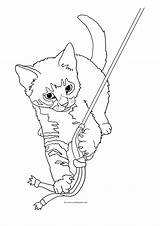 Kitten Tabby Coloring Drawing Cat Pages Realistic Playing Lure Drawings Feather Getdrawings sketch template
