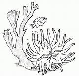 Corail Koralle Koraal Korallen Pez Corales Coloriage Colorea Malvorlage Peces Marinos Coloriages Kleurplaten Maak Persoonlijke Ausmalbild sketch template