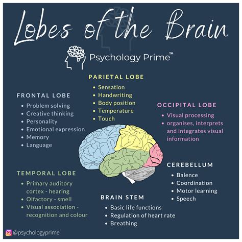 temporal lobes  involved  memory  emotion