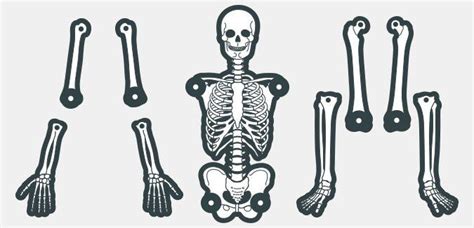 printable skeleton template skeleton template halloween skeletons