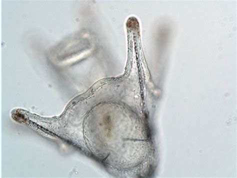 invertebrate embryology feeding  echinopluteus larva