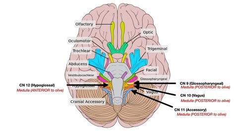 cranial nerves  brain diagram