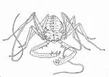Whip Scorpion sketch template
