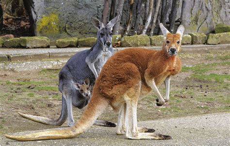 tierisch spannend zwei neue kaenguru babys im heidelberger zoo