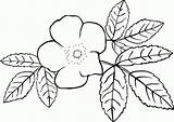 Flower Mewarnai Bougainvillea Bunga Jasmine Acicularis Gg Mawar Garis Jasminum Book Grandiflorum Officinale Seni Hitam Terbaik Designlooter Unduh 82kb 418px sketch template