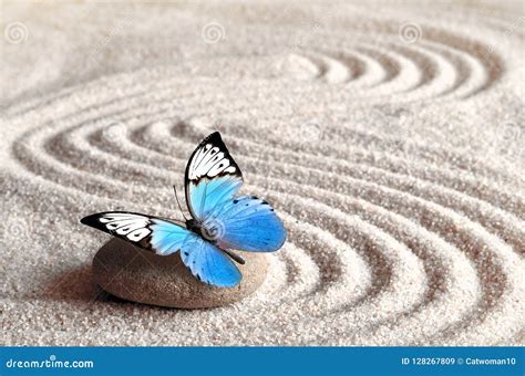 sand blue butterfly  spa stone  zen garden spa concept stock