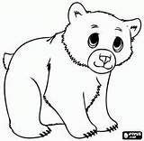 Cub Polar Hibernan Oso Pardo Migran Cubs Animals sketch template