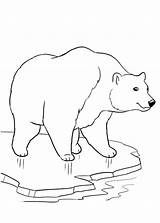 Colorare Orsi Orso Polare Pianetabambini Polari Disegno Nord sketch template