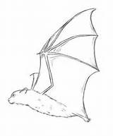Central Hiding Tailed Bats Mexican Drawcentral sketch template