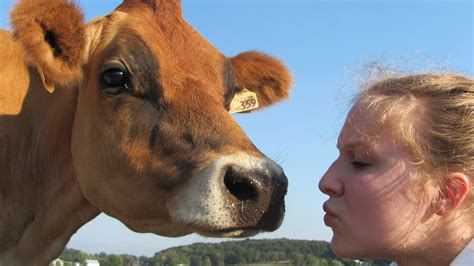 Give Your Cow A Kiss