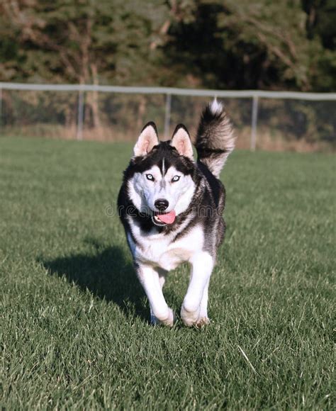 happy husky dog running stock image image  fence beautiful