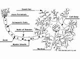 Neuron Nervous Unlabeled Nerve Neurons Nerves sketch template