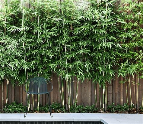 bamboe  siergras tuincentrum pelckmans