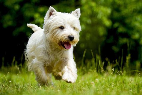 west highland white terrier westie dog breed information