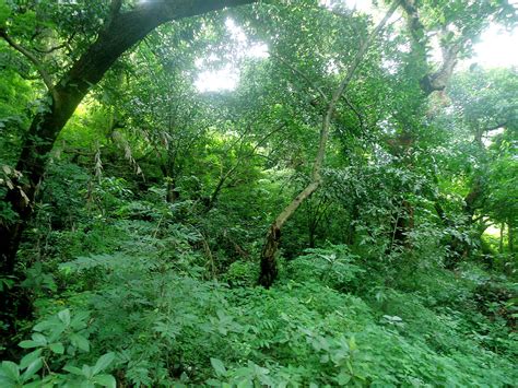 odisha semi evergreen forests wikipedia