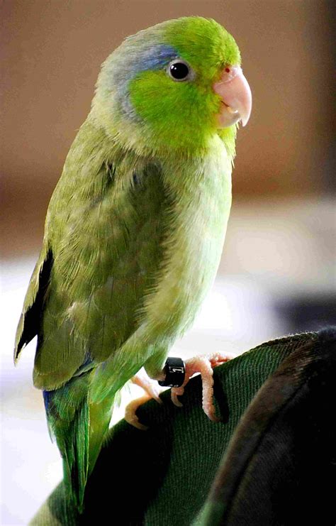 list   types  small parrots