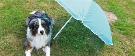 ploetzlich erarbeiten anreicherung honden parasol sprungbrett toedlich ausbrechen