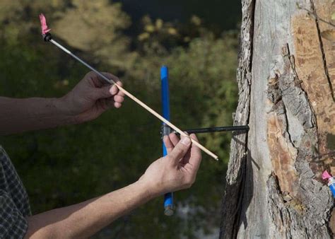 tree rings reveal worst droughts   wests history happened