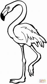 Flamingo Coloring Pages Pink Printable Color Kids Tablets Compatible Ipad Android Version Click sketch template