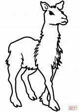 Llama Coloriage Dibujo Llamas Malvorlage Lamas Alpaka Guanacos Modeste Junges Ausdrucken Stampare Vorlage sketch template