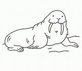 Walrus Pages Coloring Printable Kids Cloring sketch template