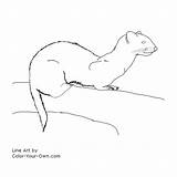 Ferret Coloring Pages Printable Results Own Color sketch template