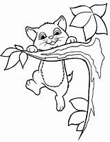 Cat Coloring Pages Kitten Playing Tree Template Templates Kitty Active Branch Jackson Janet Happy Cats Shape Kidsplaycolor Hanging Kids Luxury sketch template