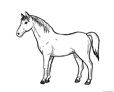 horse drawing  art illustrations
