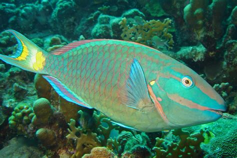 stoplight parrotfish wikipedia