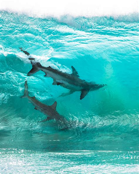 stunning   sharks riding waves