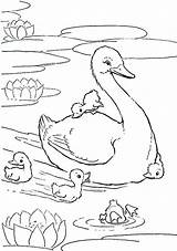 Swans Animal sketch template