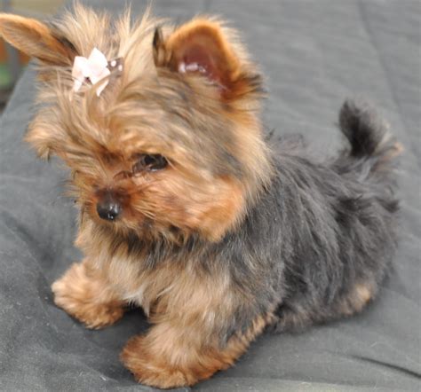 courtashyorkies tiny  cup yorkie pup   months yorkshireterrier