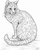 Calico Cat Coloring Pages Template sketch template