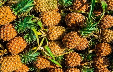 export  organic pineapples brings smiles  manipur growers