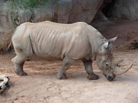 poachers kill rhino  french zoo